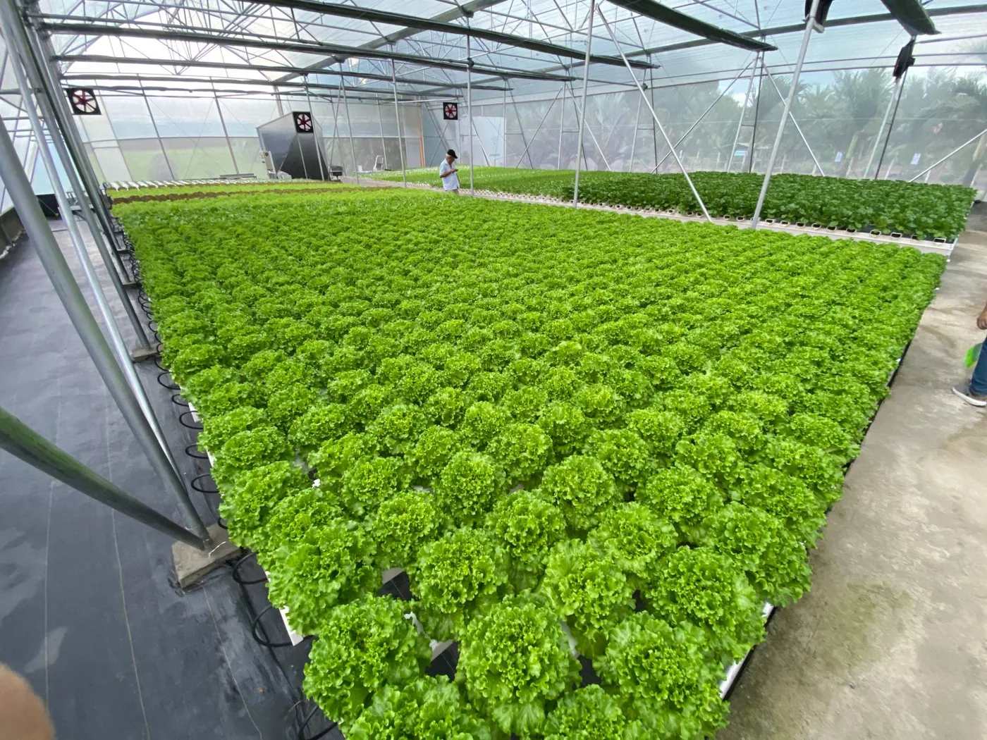 A greenhouse full of green leaf lettuce growing in hydroponic beds