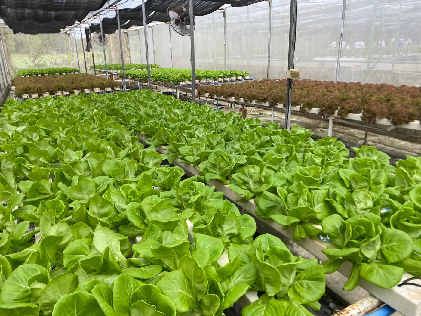 Butterhead lettuce ready for harvest, with red lettuce growing behind it in the greenhouse