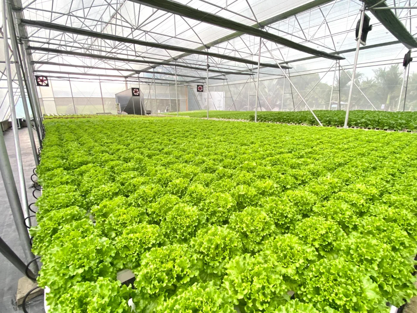 A wide bed of curly green lettuce in the smart greenhouse