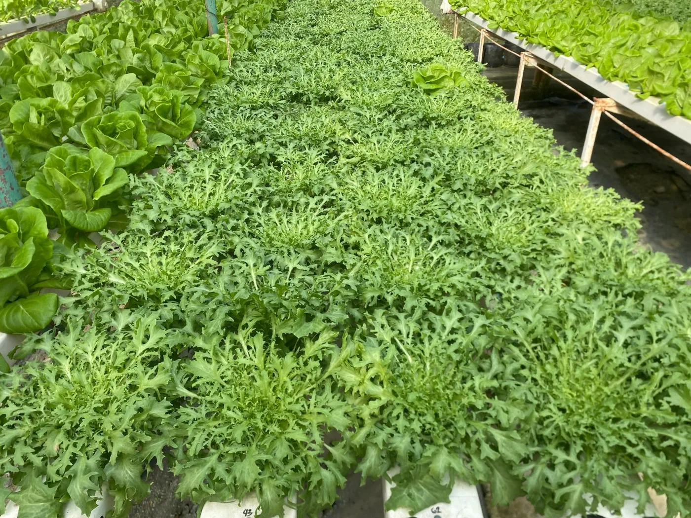 Frilly green lettuce growing beside butterhead lettuce in the hydroponic channels