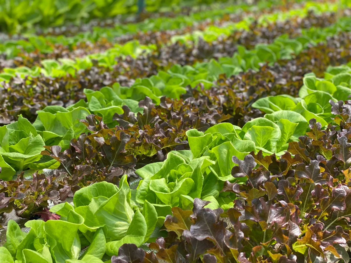 Close view of green butterhead and red oak-leaf lettuce growing together