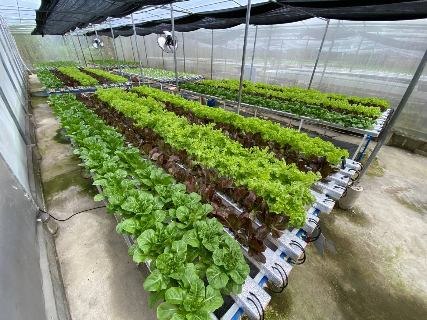 Hydroponic channels planted with alternating rows of romaine, red and green leaf lettuce