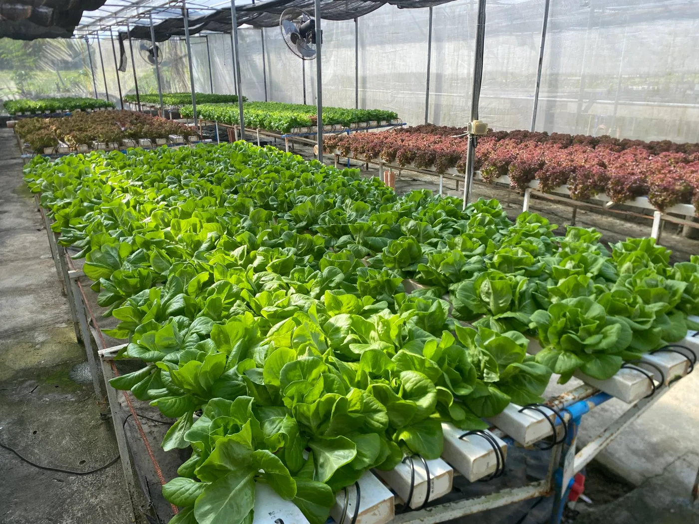 A full bed of butterhead lettuce, with red lettuce on the next table