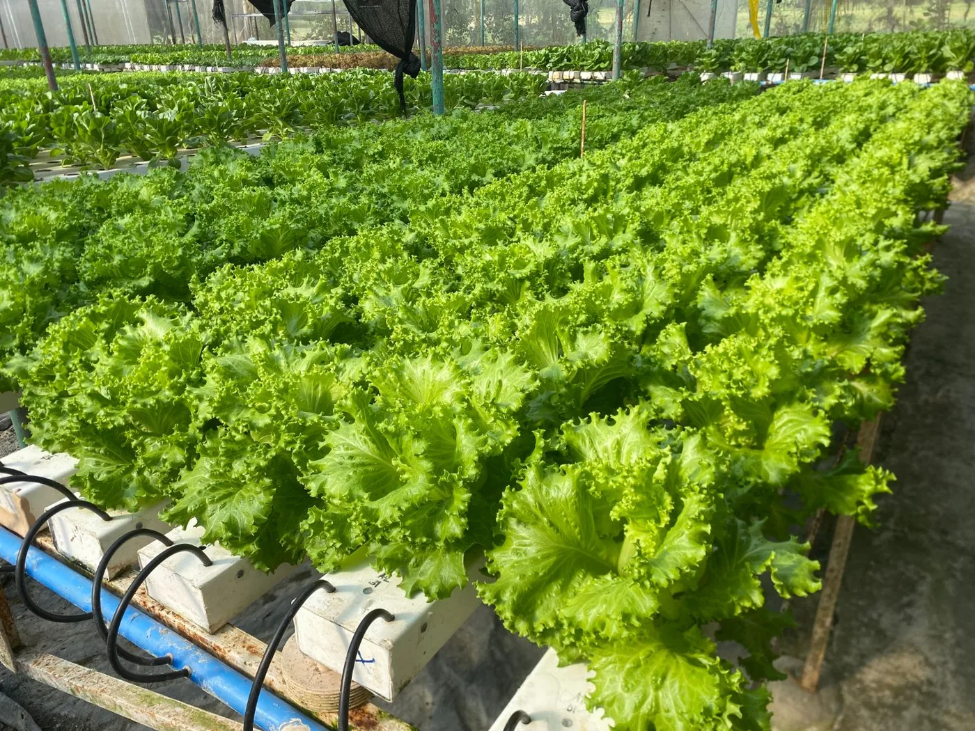 Rows of curly green leaf lettuce in the hydroponic channels