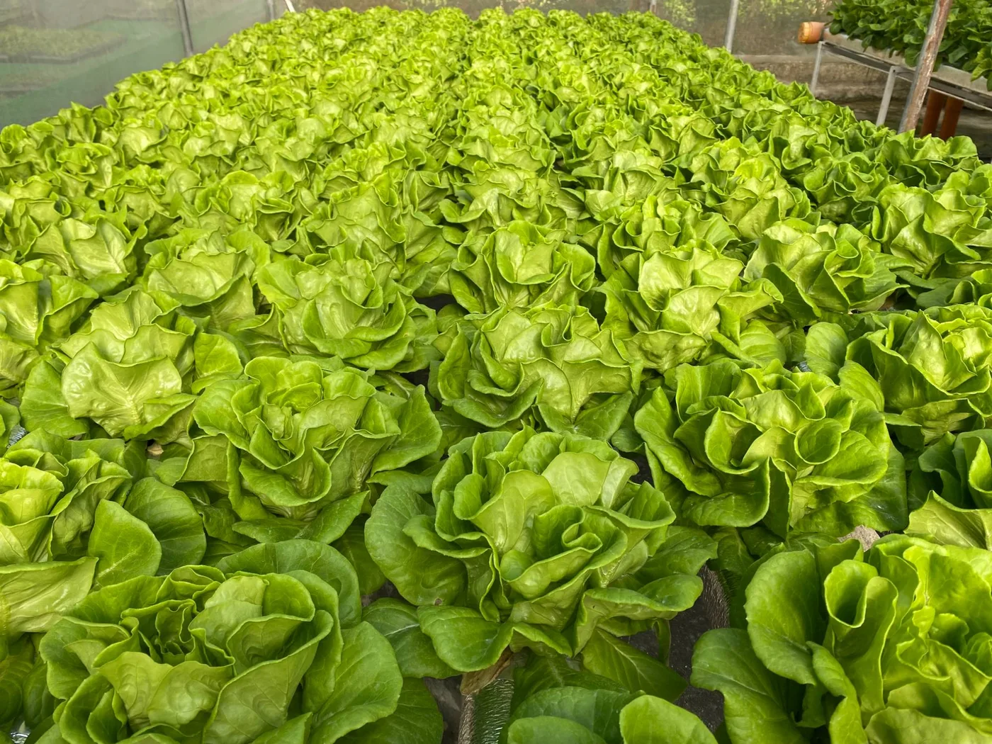 Close view of a bed of butterhead lettuce ready for harvest