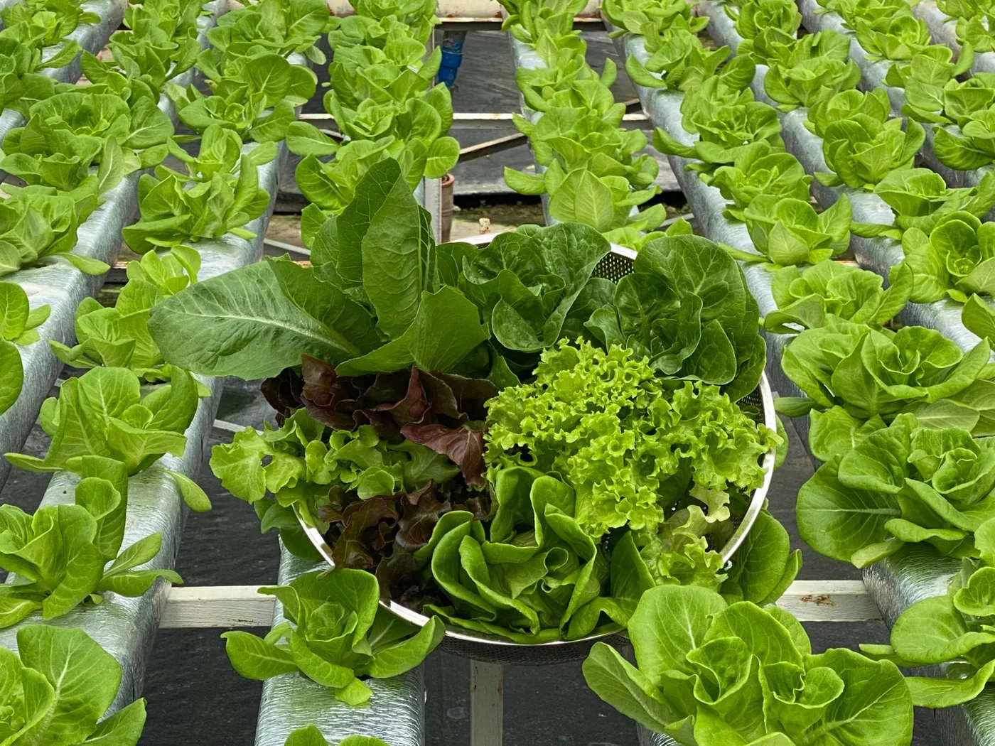 A bowl of freshly harvested romaine, butterhead, red and green leaf lettuce on the growing channels