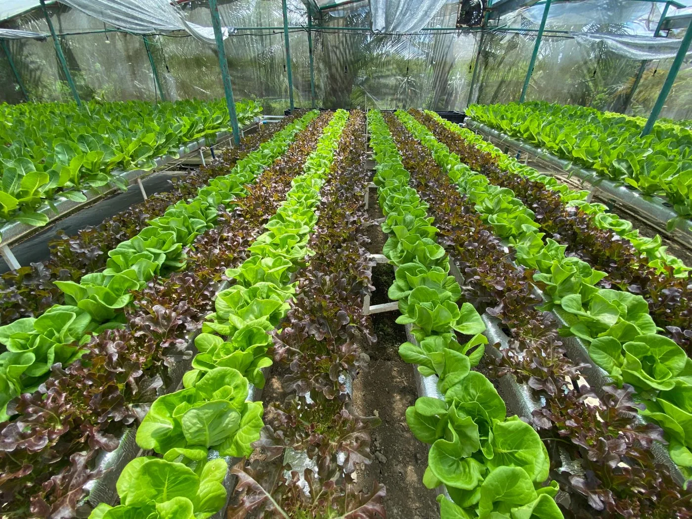 Alternating rows of green butterhead and red oak-leaf lettuce in a greenhouse