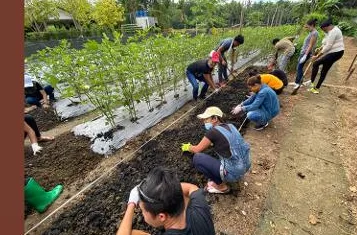 Trainees planting in a field bed