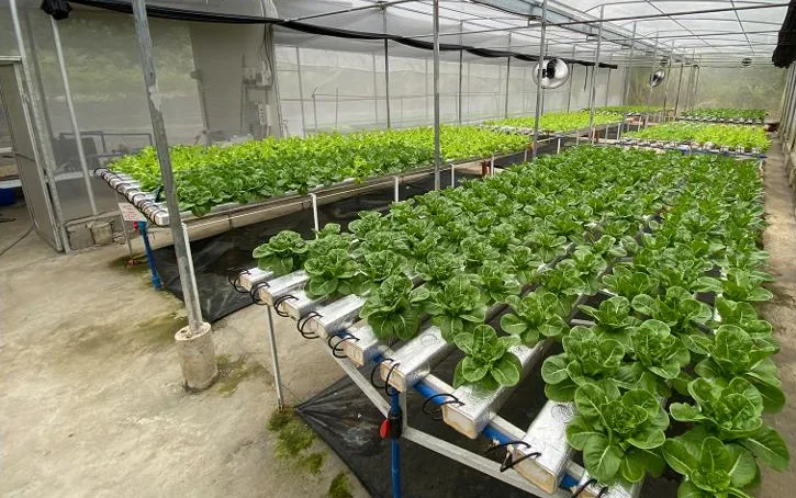 Lettuce growing in the smart greenhouse